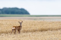 20120805-Chevreuil-0072.jpg