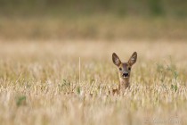 20120812-Chevreuil-0067.jpg
