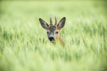 20130622-Chevreuil-0001.jpg