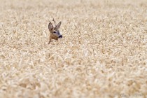 20130728-Chevreuil-0001.jpg