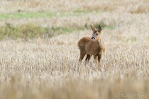 20130915-Chevreuil-0002.jpg
