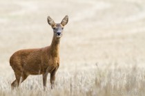 20130915-Chevreuil-0005.jpg