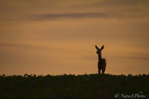 20140928-Chevreuil-0001.jpg