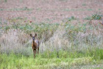 20140928-Chevreuil-0002.jpg