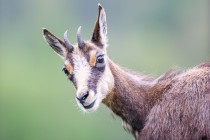 20130510-Chamois-0014.jpg