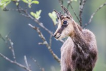 20130510-Chamois-0016.jpg