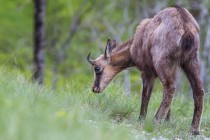 20130511-Chamois-0028.jpg