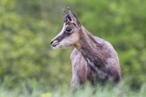 20130511-Chamois-0030.jpg