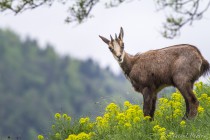 20130511-Chamois-0031.jpg