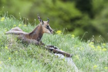 20130511-Chamois-0040.jpg