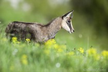 20130511-Chamois-0059.jpg