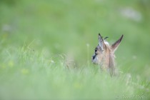20130511-Chamois-0060.jpg