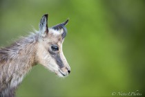 20130511-Chamois-0061.jpg