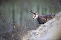 20131231-Chamois-0001.jpg