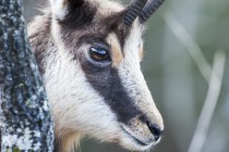 20140101-Chamois-0003.jpg