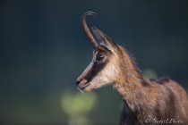 20140508-Chamois-0009.jpg