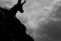 20140508-Chamois-0010.jpg