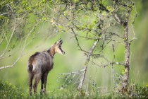 20140508-Chamois-0011.jpg