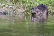 20090712-Ragondin-0002.jpg