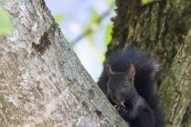 20120830-Ecureuil-0001.jpg