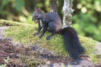 20120830-Ecureuil-0006.jpg