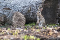 20090614-Lapin-0006.jpg