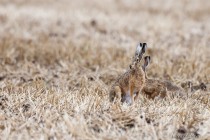 20110725-Lievre-0009.jpg
