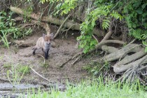 20100517-Renards-0001.jpg