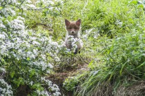 20100517-Renards-0005.jpg