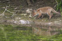 20100517-Renards-0007.jpg