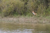 20121015-Renards-0012.jpg