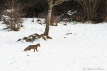 20131231-Renard-0003.jpg