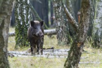 20101003-Sanglier-0010.jpg