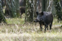 20101003-Sanglier-0013.jpg