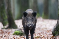 20111106-Sanglier-0016.jpg