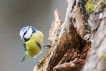 20160117-Mesange-bleue-007.jpg