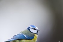 20160117-Mesange-bleue-009.jpg