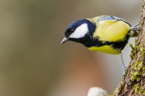 20160117-Mesange-charbonniere-017.jpg