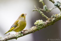 20160117-Verdier-003.jpg