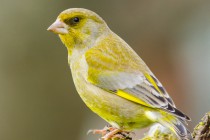 20160117-Verdier-027.jpg