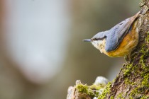 20160118-Sittelle-torchepot-020.jpg