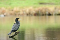 20090209-Cormoran-0005.jpg