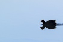 20090315-Foulque-0001.jpg