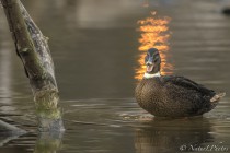 20091130-Canard-colvert-0001.jpg