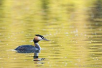 20110418-Grebe-huppee-0001.jpg