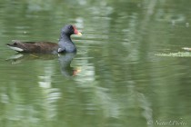 20110725-Poule-d-eau-0007.jpg