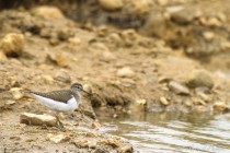 20120805-Chevalier-guignette-0014.jpg