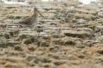 20120815-Becassine-des-marais-0003.jpg