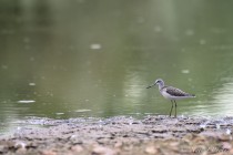 20120815-Chevalier-aboyeur-0002.jpg