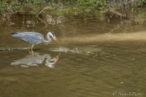 20121015-Heron-cendre-0028.jpg
